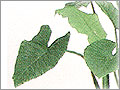 観葉植物図鑑へ